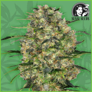 Sensi - Black Domina - 95% Indica / 5% Sativa