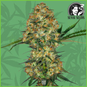 Sensi - Hindu Kush - 100% Indica
