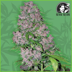 Sensi - Purple Bud (White Label)