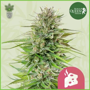 Royal Queen – Blue Cheese – 60% Indica / 40% Sativa