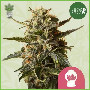Royal Queen – Bubblegum XL (Bubblegum) – 50% Sativa / 50% Indica