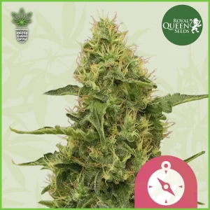 Royal Queen – Northern Light – 90% Indica / 10% Sativa