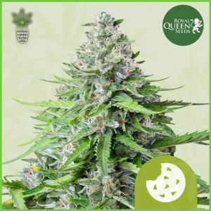 Royal Queen – Royal Cookies –   60% Indica / 30% Sativa / 10% Ruderalis