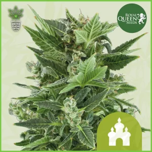 Royal Queen – Royal-Kush –  70% Indica / 20% Sativa / 10% Ruderalis