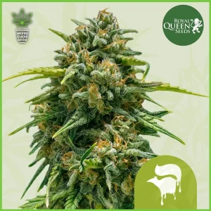Royal Queen – Sweet Skunk – 60% Indica / 30% Sativa / 10% Ruderalis