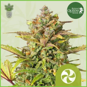 Royal Queen – Sweet ZZ – 70% Indica / 30% Sativa