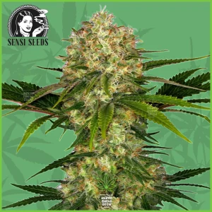 Sensi – Afghani #1 – 100% Indica