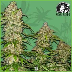 Sensi – Banana Kush Cake – 65% Indica / 35% Sativa