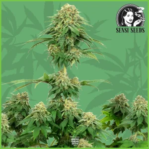 Sensi – Girl Scout Cookies –  50% Sativa / 50% Indica
