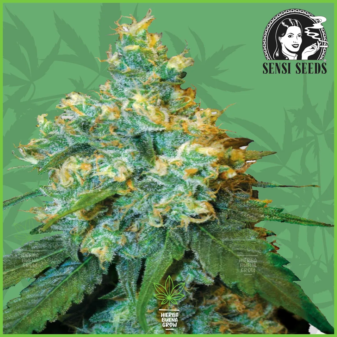 Sensi – Jack Herer – 85% Sativa / 15% Indica