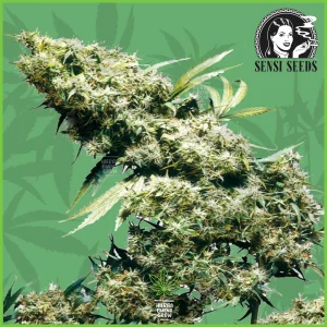 Sensi – Jamaican Pearl – 85% Sativa / 15% Indica