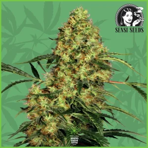 Sensi – Mexican Sativa – 70% Sativa / 30% Indica
