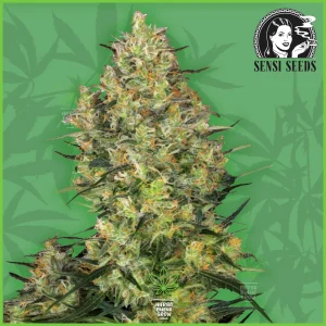 Sensi – Shiva Skunk – 85% Indica / 15% Sativa