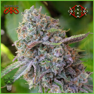 Silver River - 4K - 65% Indica / 35%