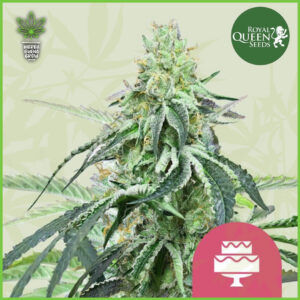 Royal Queen - Wedding Gelato (Ice Cream Cake) - 60% Indica / 40% Sativa