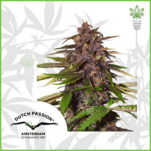 Dutch Passion - Forbidden Cherry (Auto) - 70% Sativa / 30% Indica
