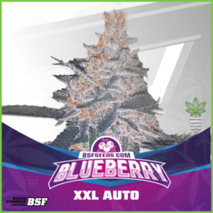 BSF - Blueberry XXL Auto - 80% Indica / 20% Sativa