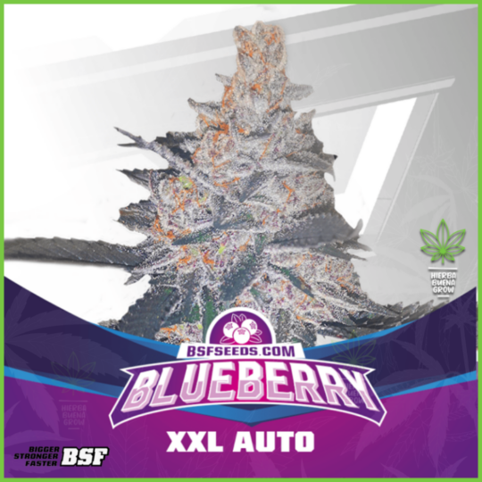 BSF - Blueberry XXL Auto - 80% Indica / 20% Sativa