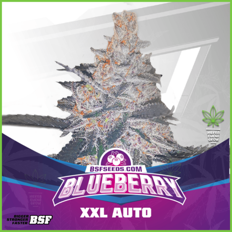 BSF - Blueberry XXL Auto - 80% Indica / 20% Sativa