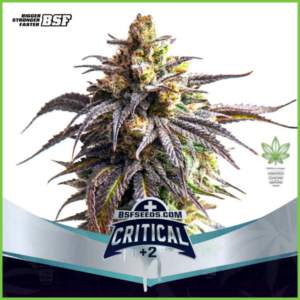 BSF - Critical +2 - 60% Sativa / 40% Indica