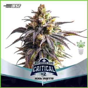 BSF - Critical +2 XXL Auto - 60% Indica / 40% Sativa