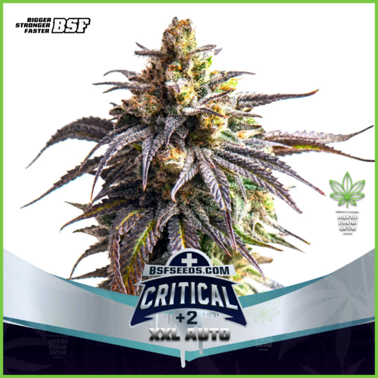 BSF - Critical +2 XXL Auto - 60% Indica / 40% Sativa