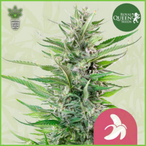 Royal Queen - Fat Banana (Chiquita Banana) - 70% Indica / 30% Sativa