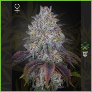 Green House - King’s Tart - 20% Sativa / 80% Indica