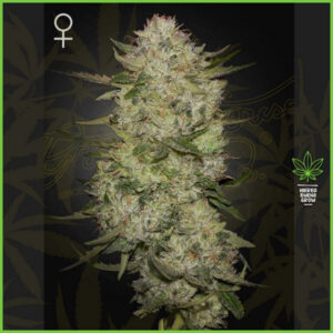 Green House - HighCloud - 40% Sativa / 50% Indica / 10% Ruderalis