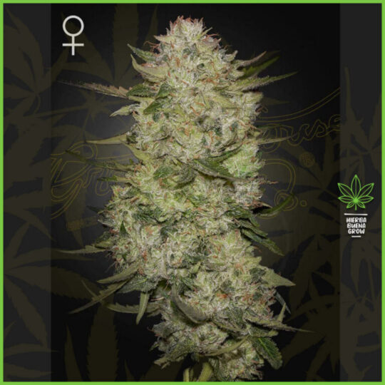 Green House - HighCloud - 40% Sativa / 50% Indica / 10% Ruderalis