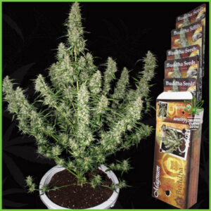Buddha - Magnum (Auto) - 60% Sativa / 40% Indica