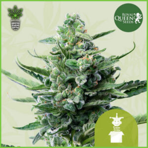 Royal Queen - Royal Jack - 60% Indica / 30% Sativa / 10% Rud 🔵 La