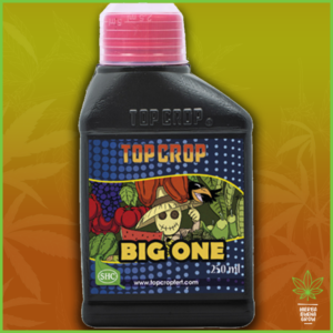 Top Crop - Big One