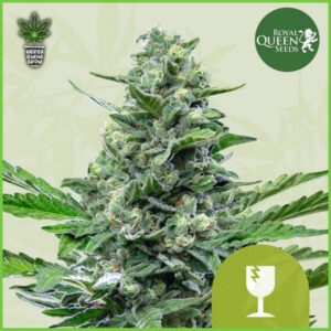 Royal Queen - Critical (Critical Mass) - 70% Indica / 30% Sativa