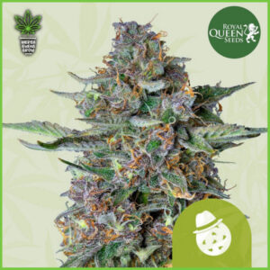 Royal Queen - Do-Si-Dos - 60% Indica / 35% Sativa / 5% Rud