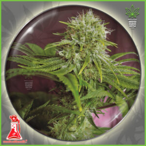 Medical - Elixir Vitae CBD – 70% Indica / 30% Sativa