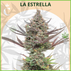 Chita - La Estrella Auto - 20% Sativa / 80% Indica