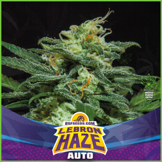BSF - SLH super lemon haze - 80% Sativa / 20% Indica