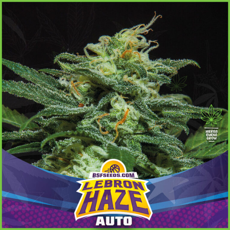 BSF - SLH super lemon haze - 80% Sativa / 20% Indica