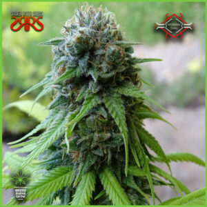 Silver River - Mohan Thai - 60% Sativa / 40% Índica