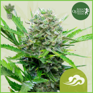 Royal Queen - Royal Bluematic - 60% Indica / 30% Sativa / 10% Rud 🔵 La Re