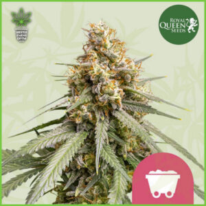 Sensi - Silver Haze -  75% Sativa / 25% Indica