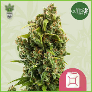 Royal Queen - Sour Diesel (Sour D) - 70% Sativa / 30% Indica