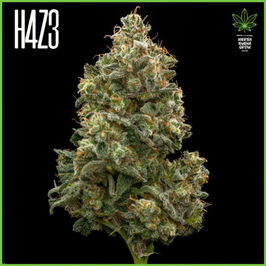 H4Z3 – Acid Guava (Drop Peach Crescendo)