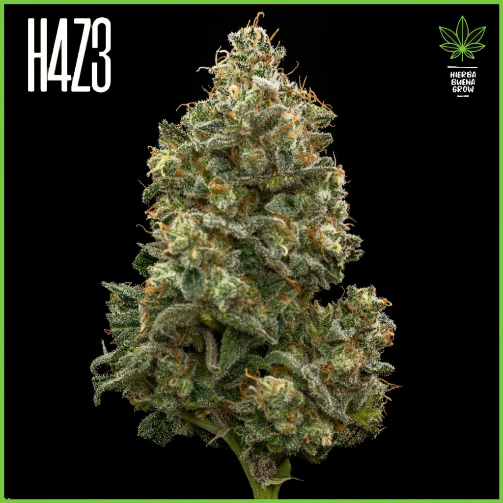 H4Z3 – Acid Guava (Drop Peach Crescendo)