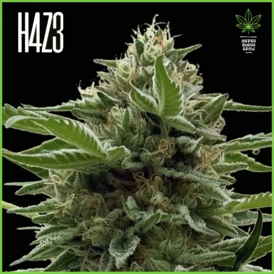 H4Z3 – Devil Mint (Super Villain X Hotlanda)
