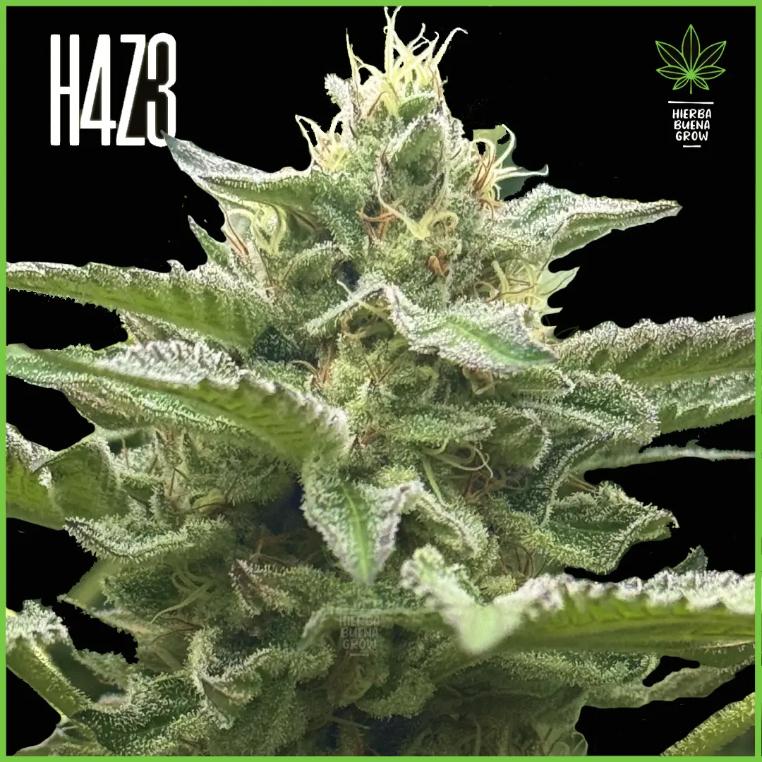 H4Z3 – Land Cruiser (Hotlanda X Hotlanda)
