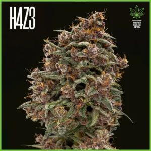 H4Z3 – Lighthouse (Drop Peach Crescendo)