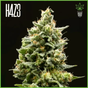 H4Z3 – Snow Fruit (Drop Peach Crescendo)