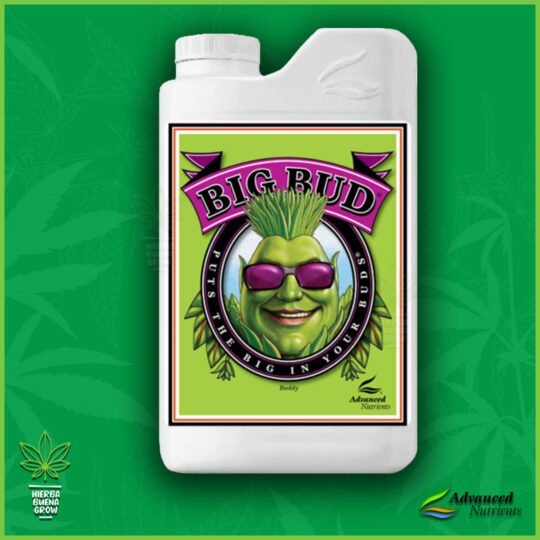Big Bud